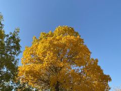 -金塔沙漠胡杨林景区