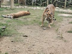 -常州淹城野生动物世界