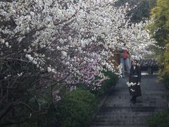 -苏州上方山国家森林公园