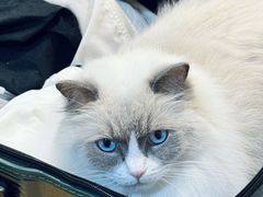 -瑞鹏宠物医院·骨科·猫科·内科(第一中心)