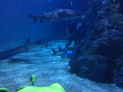 -暹罗海洋世界