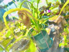 -北京植物园-展览温室