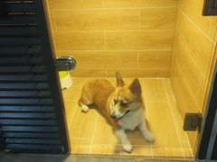 -宠物之家Pets Home 宠物寄养酒店