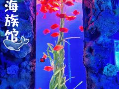 -锦艺城海洋馆