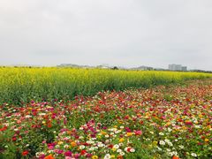 -光明小镇欢乐田园