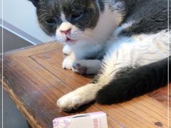 -猫小院猫主题餐厅(南锣旗舰店)