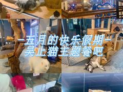 -more than meow吴止猫主题餐厅(承德 中船汇店)