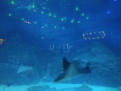 -烟台海昌鲸鲨海洋公园