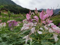 -广州市石门国家森林公园