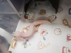 -酷以爬仙阁实体爬宠店·守宫·蜥蜴·专业繁育