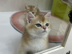 -青奢宠物·青奢猫舍