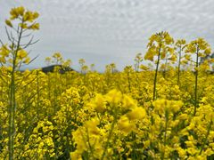 -张明富面皮店(东大街店)