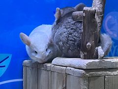 -海合安青岛极地海洋公园