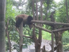 -都江堰中华大熊猫苑