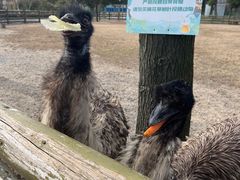 -苏州太湖西山岛开心农场