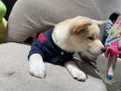 -逗柴咖啡屋·狗咖猫咖宠物桌游