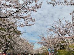-高东镇樱花园