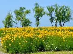 -西京湾花海