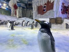 -芜湖新华联大白鲸海洋公园