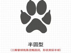 -顺强宠物诊所·狂犬免疫·夜诊·骨科(嘉定店)