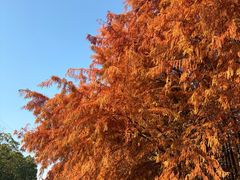 -上海海湾国家森林公园