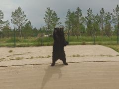 -鄂尔多斯野生动物园