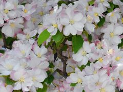 -利顺德大饭店·维多利亚花园(小白楼店)