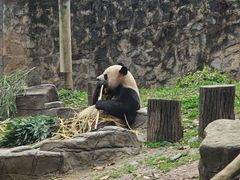 -都江堰中华大熊猫苑