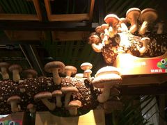 -大头椰·椰子鸡火锅(南宁万象城店)