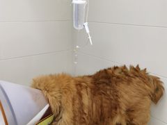 -爱侣·安琦尔宠物医院·中兽医针灸·心内科·狂犬免疫点(宝山区院)