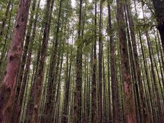 -山王坪喀斯特国家生态公园