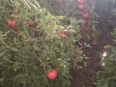 -万源龙顺度假庄园生态观光园