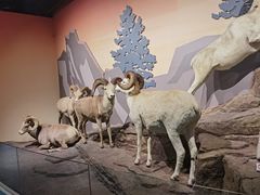 -陕西自然博物馆