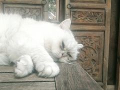 -喵屿·大理花园猫咖