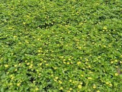 -黑龙江省森林植物园