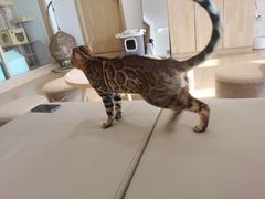 -猫腻·猫咖·撸猫馆(星光大道店)