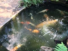 景观位-Fern Forest Cafe
