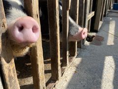 -田园东方蜜桃村的田野营地