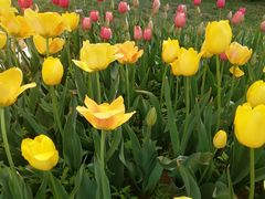-洛阳郁金香牡丹园
