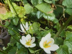 -墨尔本皇家植物园