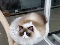 -爱洗澡的猫(天河路店)