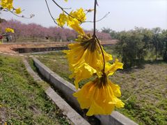 -天适樱花悠乐园