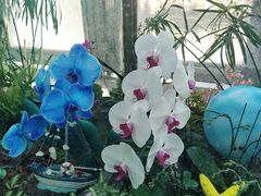 -北京植物园-展览温室