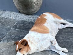 -龙华素斋(龙华路店)