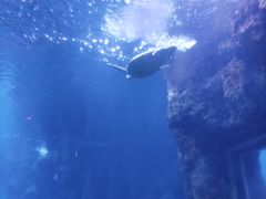 -西安曲江海洋极地公园