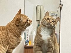 -瑞鹏瑞爱宠物医院·全科·猫科·血液透析中心(龙头寺店)