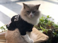 -松果猫咖(桐乡吾悦金街店)