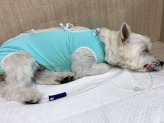 -北京观赏动物医院·24小时大型综合·猫专科·异宠专科