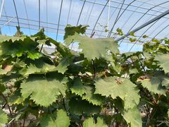 -马陆小张葡萄园农家乐