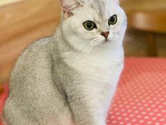 -滚猫咖啡·猫咖·猫友好撸猫(未来城店)